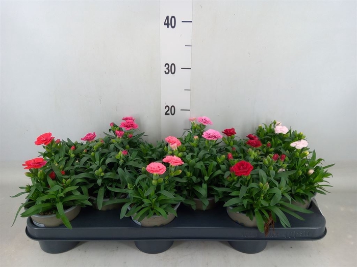 <h4>Dianthus  'Oscar'   ...mix</h4>
