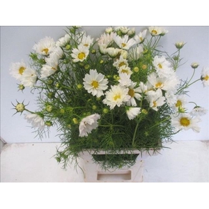 Cosmos White