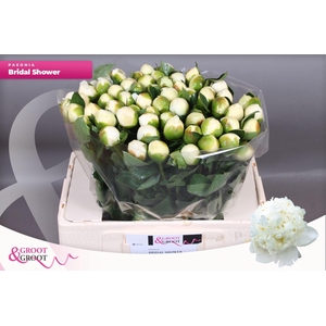 Paeonia Bridal Shower