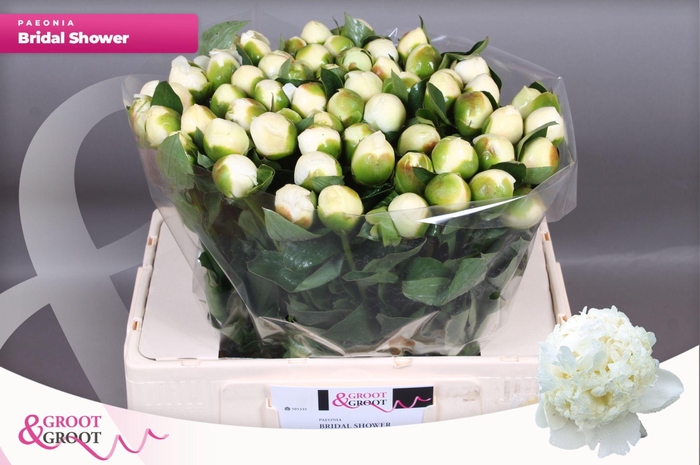 <h4>Paeonia Bridal Shower</h4>