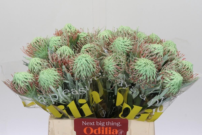 <h4>Nutans Painted Mint</h4>