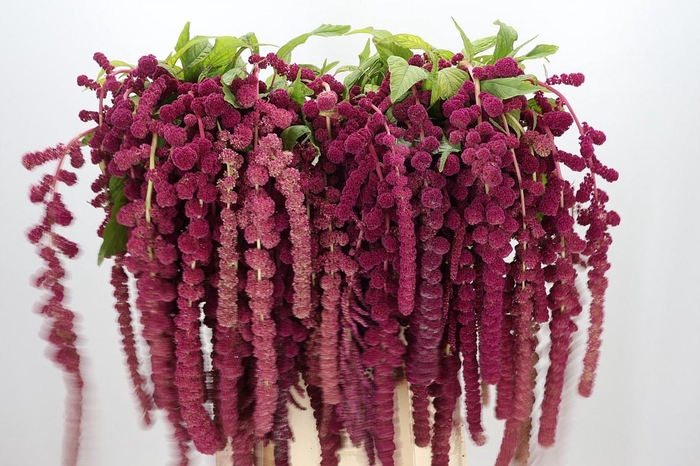 <h4>Amaranthus Caudatus Rosary</h4>