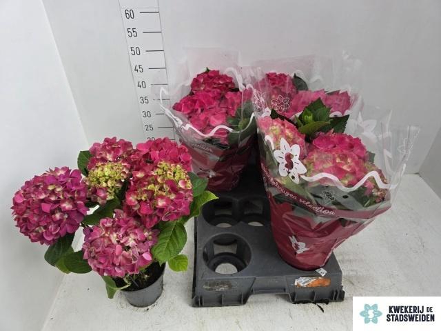 <h4>HYDR M AMSTERDAM</h4>