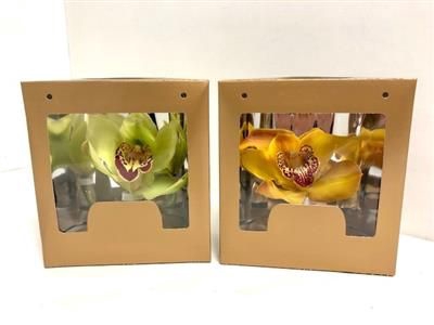 <h4>CYMBIPAK GOUD</h4>