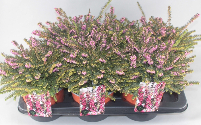 <h4>Erica darleyensis 'Kramer's Rote' C2 Tray</h4>