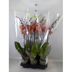 Phalaenopsis   ...