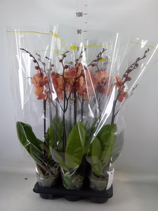 <h4>Phalaenopsis   ...</h4>