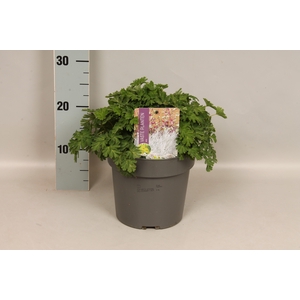 vaste planten 19 cm  Corydalis Colycosa
