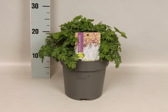 <h4>vaste planten 19 cm  Corydalis Colycosa</h4>