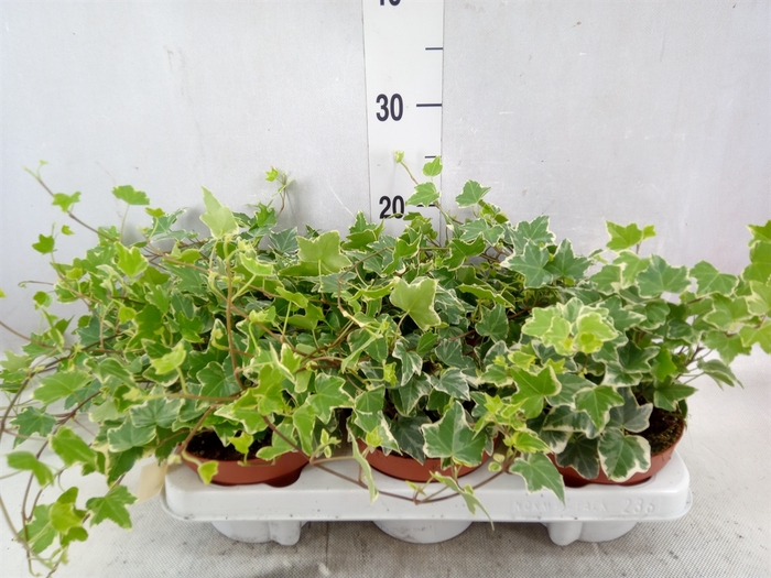 <h4>Hedera helix 'Eva'</h4>