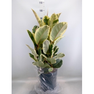 Ficus elastica 'Tineke'