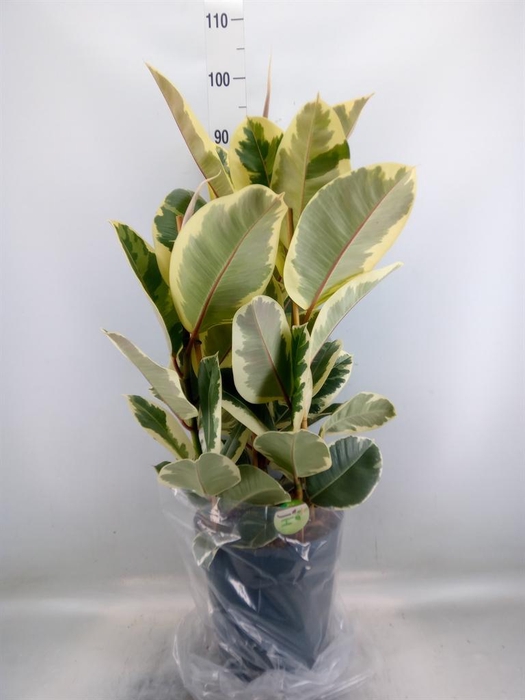<h4>Ficus elastica 'Tineke'</h4>