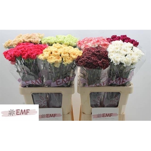 DI ST GEM IN FUST chambre