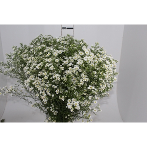 ASTER BRANCO 070 CM