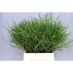 Vacc Myrtillus Bs