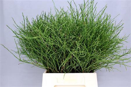 Vacc Myrtillus Bs