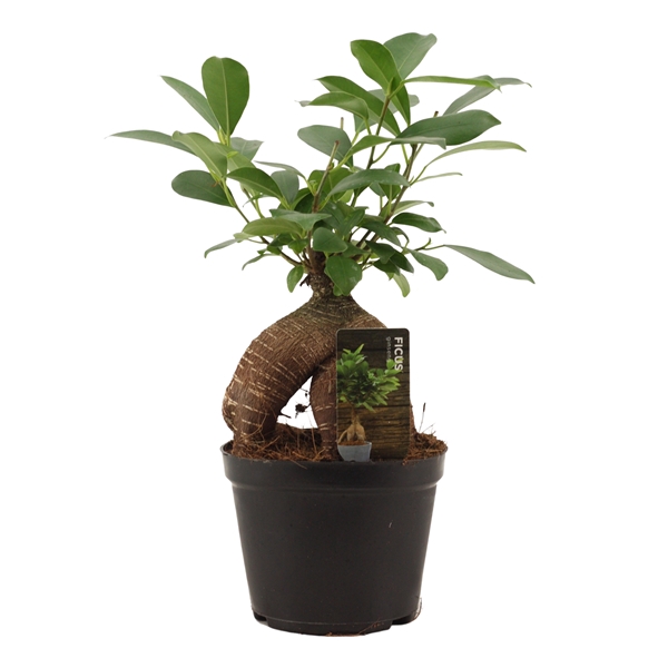 <h4>Ficus Ginseng 12 cm Retusa</h4>