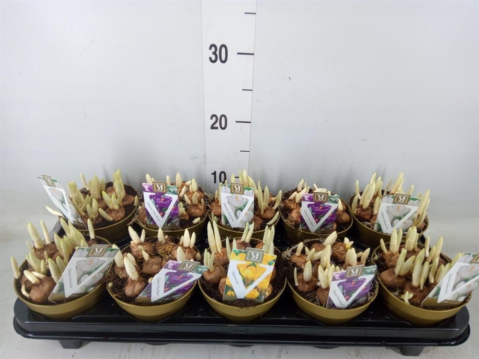 <h4>Crocus   ...mix</h4>