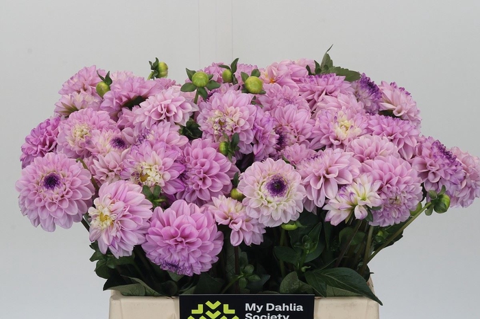 <h4>Dahlia BA 'Genova'</h4>