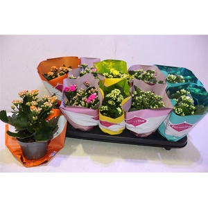 Kalanchoe Double Deluxe Mix