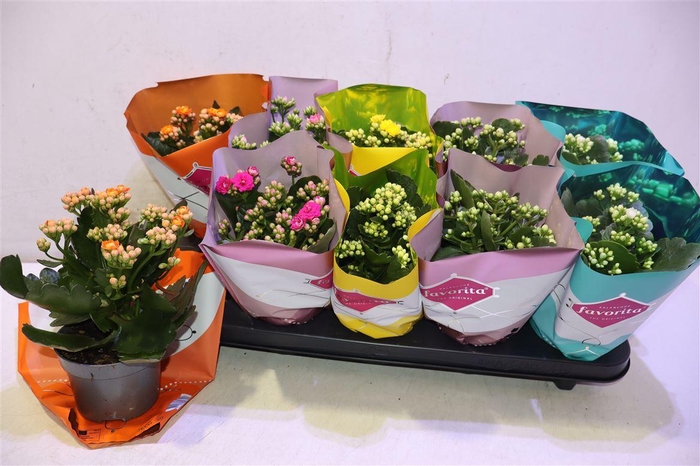 <h4>Kalanchoe Double Deluxe Mix</h4>