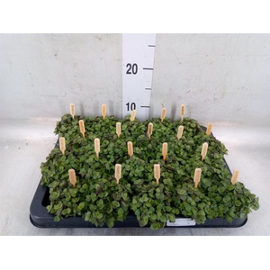 Callisia repens 'Turtle'