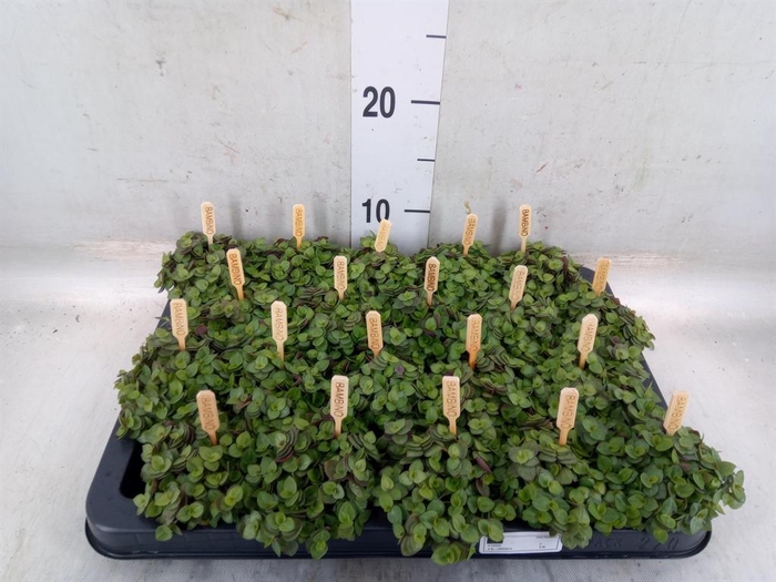 <h4>Callisia repens 'Turtle'</h4>