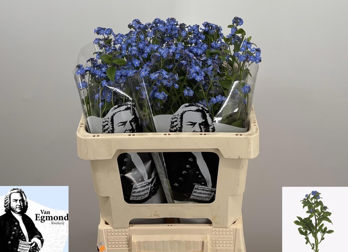 <h4>MYOS AL BLUE MEMORY</h4>