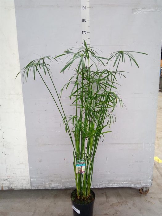 <h4>Cyperus   ...</h4>