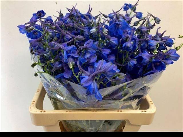 <h4>DELPH EN DONNA</h4>