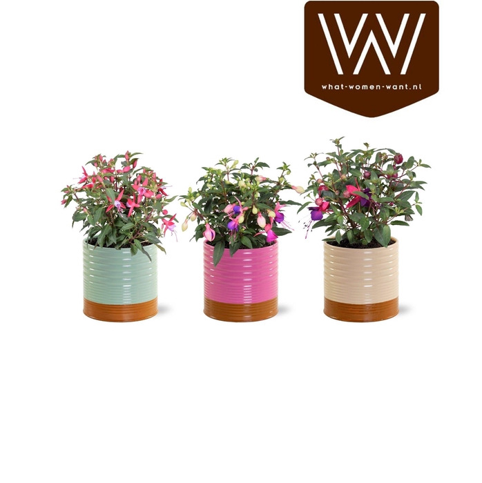 <h4>FUCHSIA B F GEM</h4>