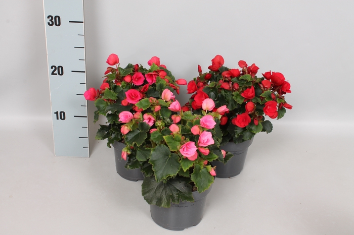 Indoor Begonia betulia Overig