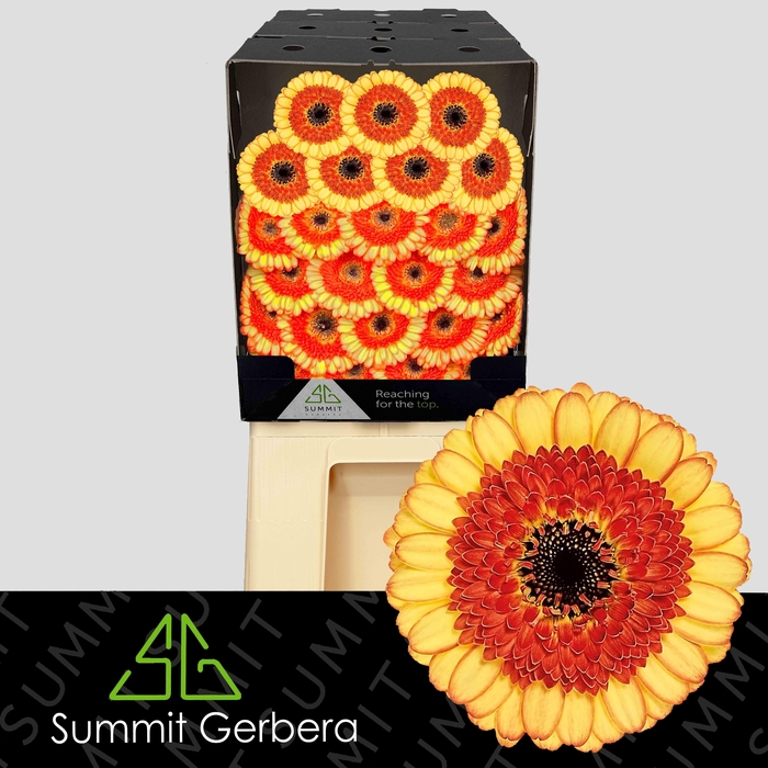 <h4>Germini Decora Diamond</h4>