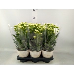Kalanchoe  'Sunny White'