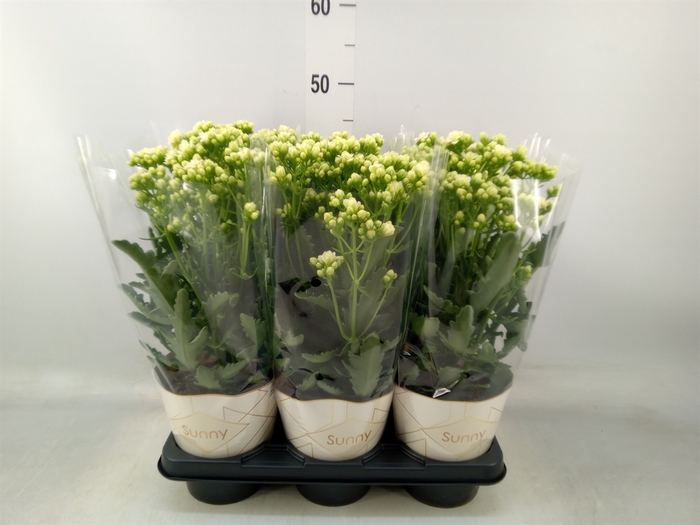 <h4>Kalanchoe  'Sunny White'</h4>