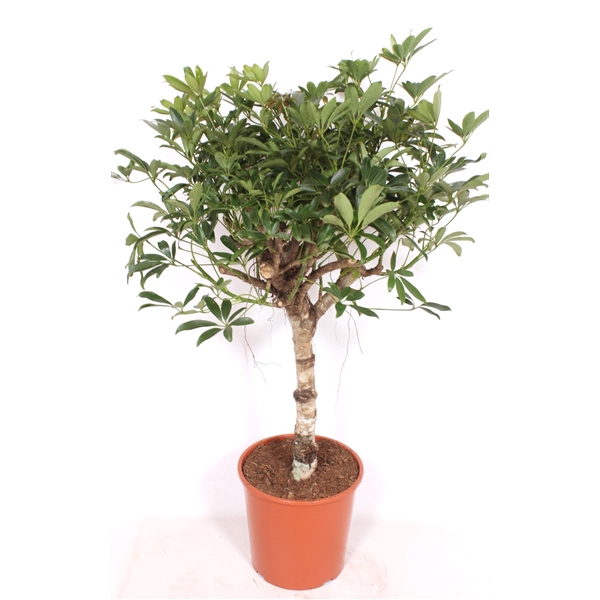 <h4>Schefflera arboricola 'Compacta'</h4>