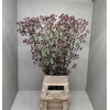 Eryn Pan Physic Pink 100cm P Stem