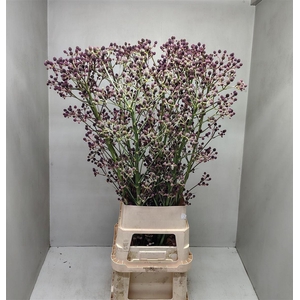Eryn Pan Physic Pink 130cm P Stem