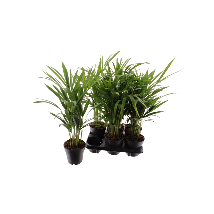 <h4>DYPSIS LUTESCENS</h4>