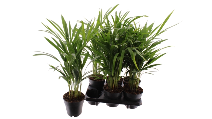 <h4>DYPSIS LUTESCENS</h4>