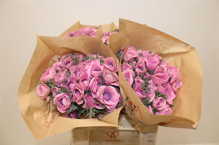 <h4>Anem Marianne Powder Pink</h4>