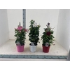 Dipladenia pyramide diverse kleuren
