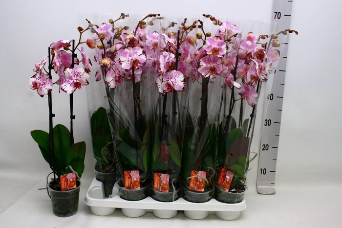 <h4>PHAL F MAGIC ART</h4>