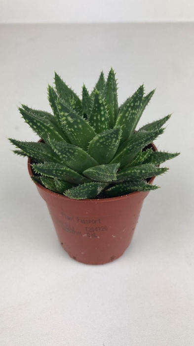 <h4>Haworthia Gutata</h4>