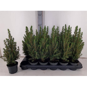 PICEA GLAUCA PERFECTA P9