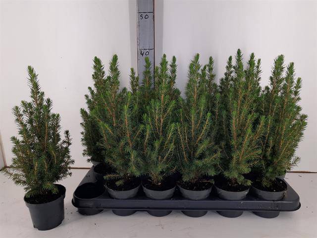 <h4>PICEA GLAUCA PERFECTA P9</h4>