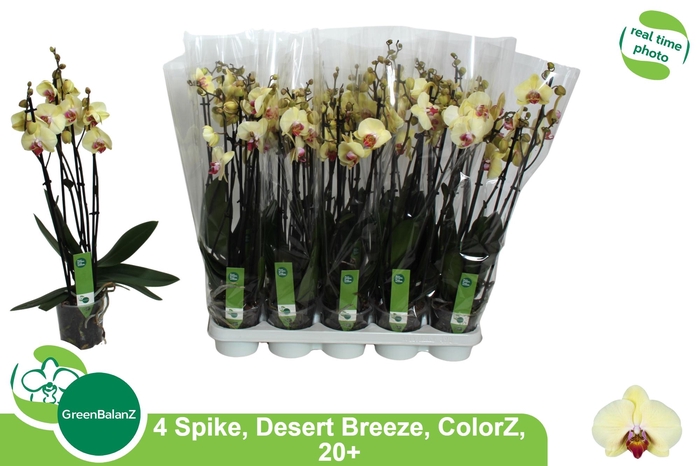 <h4>PHAL DESERT BREEZE</h4>