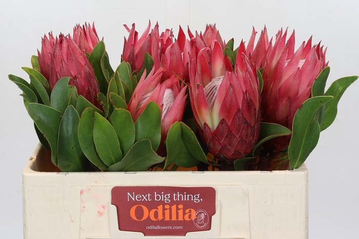 <h4>Protea Cynaroides Madiba</h4>