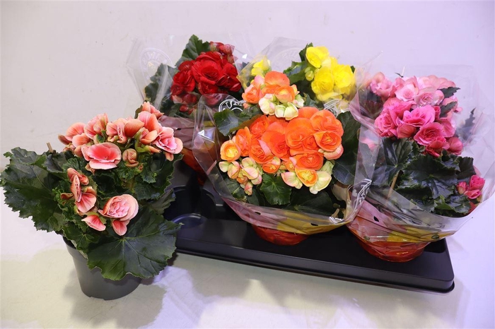 <h4>arr8 Beg Du Gem</h4>