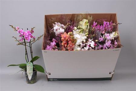 <h4>Phal Mf Gem 8 Kl 2 Branches 30+</h4>